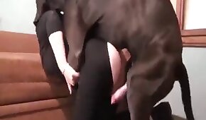 Novinha gostosa se masturba na cabeceira da cama - sexo de cachorro,sexo foda animal